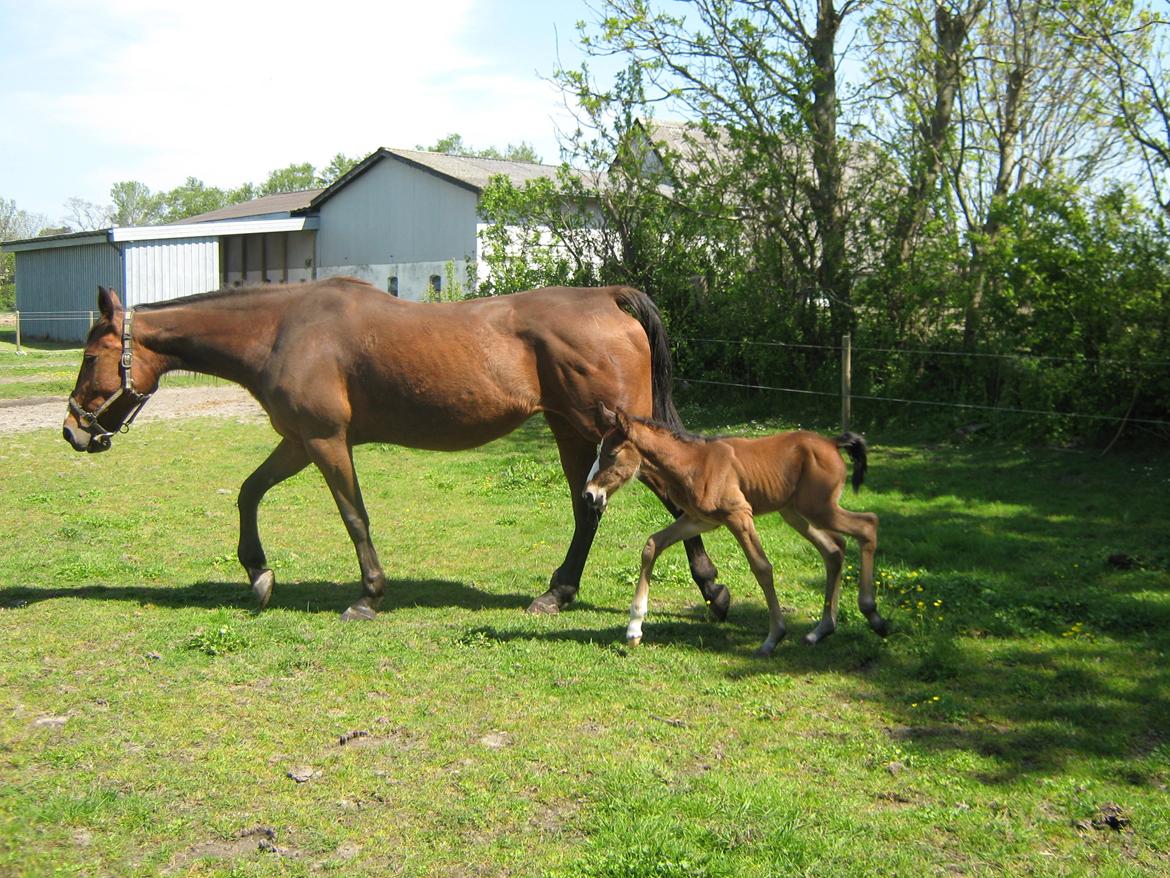 Traver Amazing Ann - amazing på fold 1 dag gammel billede 8