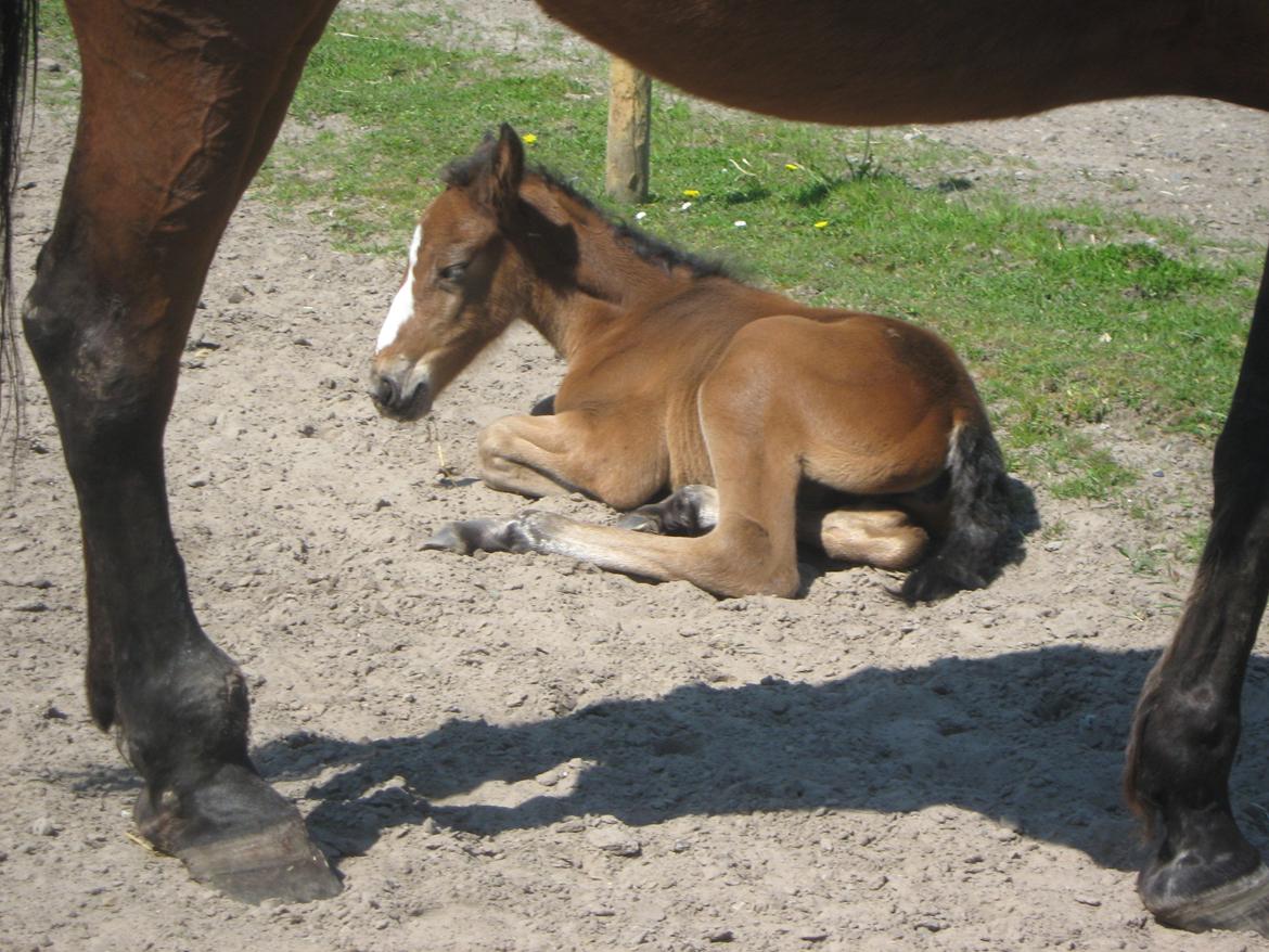 Traver Amazing Ann - 1 dag gammel billede 9