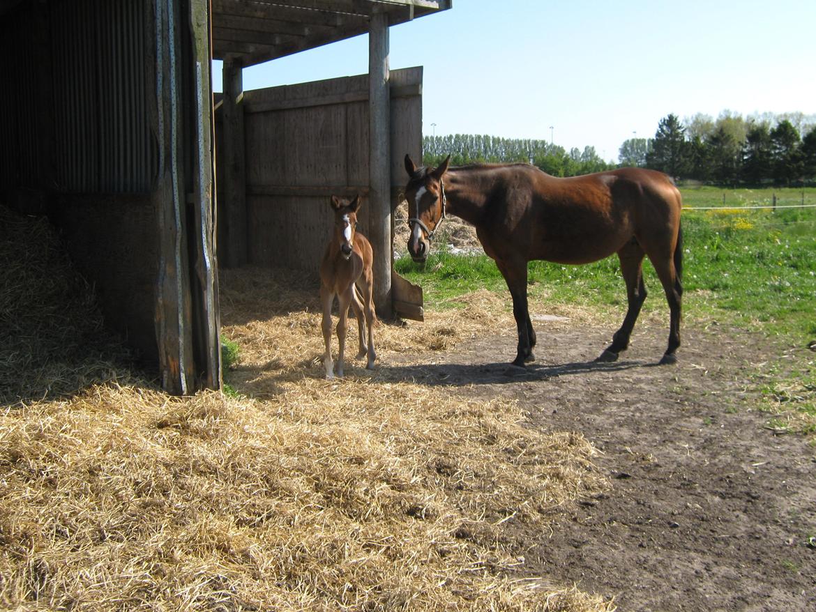 Traver Amazing Ann - 1 uge gammel billede 10