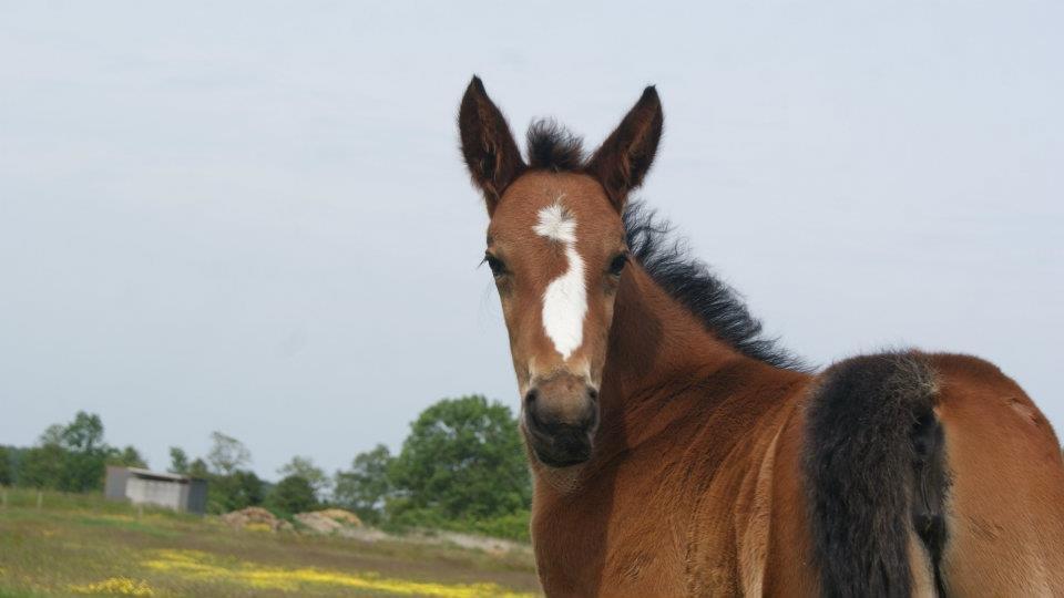 Traver Amazing Ann - 1½ måned gammel billede 11