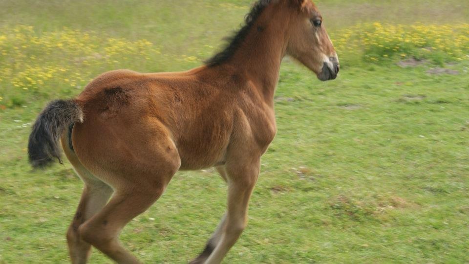 Traver Amazing Ann - 1½ måned gammel billede 12