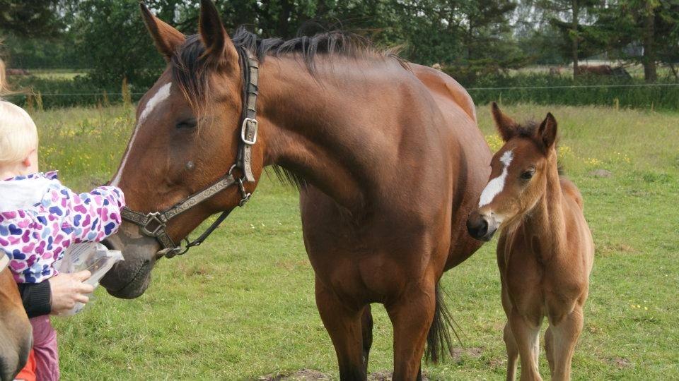 Traver Amazing Ann - 1½ måned gammel billede 13