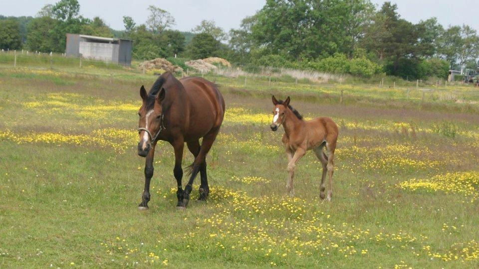 Traver Amazing Ann - 1½ måned gammel billede 14