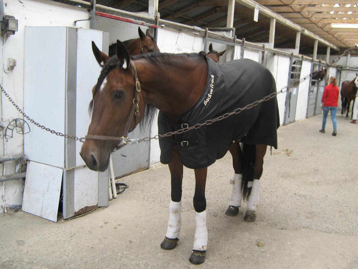 Traver Dillon - Dillon til sin første start billede 17