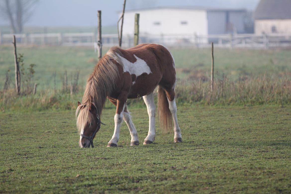 Anden særlig race Hidalgo<33 - Dalle:) tak fordi i kigget forbi Hidalgo´s profil... billede 20