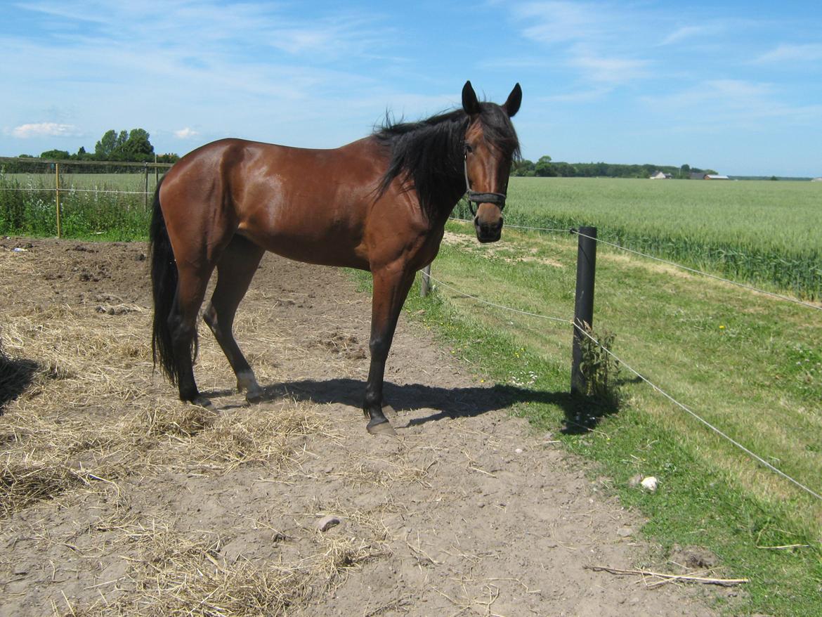 Traver Dillon - På fold. har haft hende i 2 ½ måned billede 19