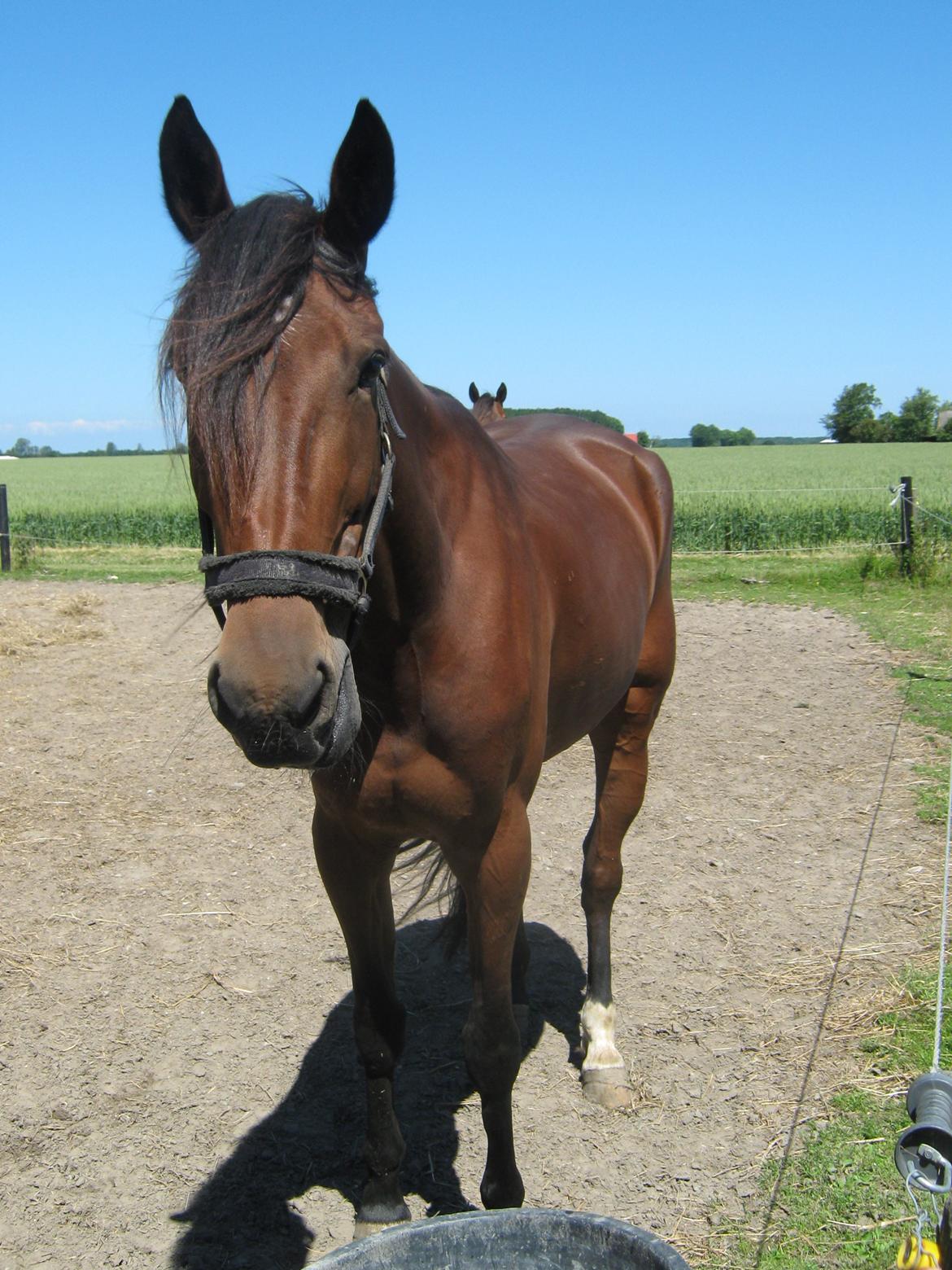 Traver Dillon - Efter 2½ måned hos os <3 billede 20