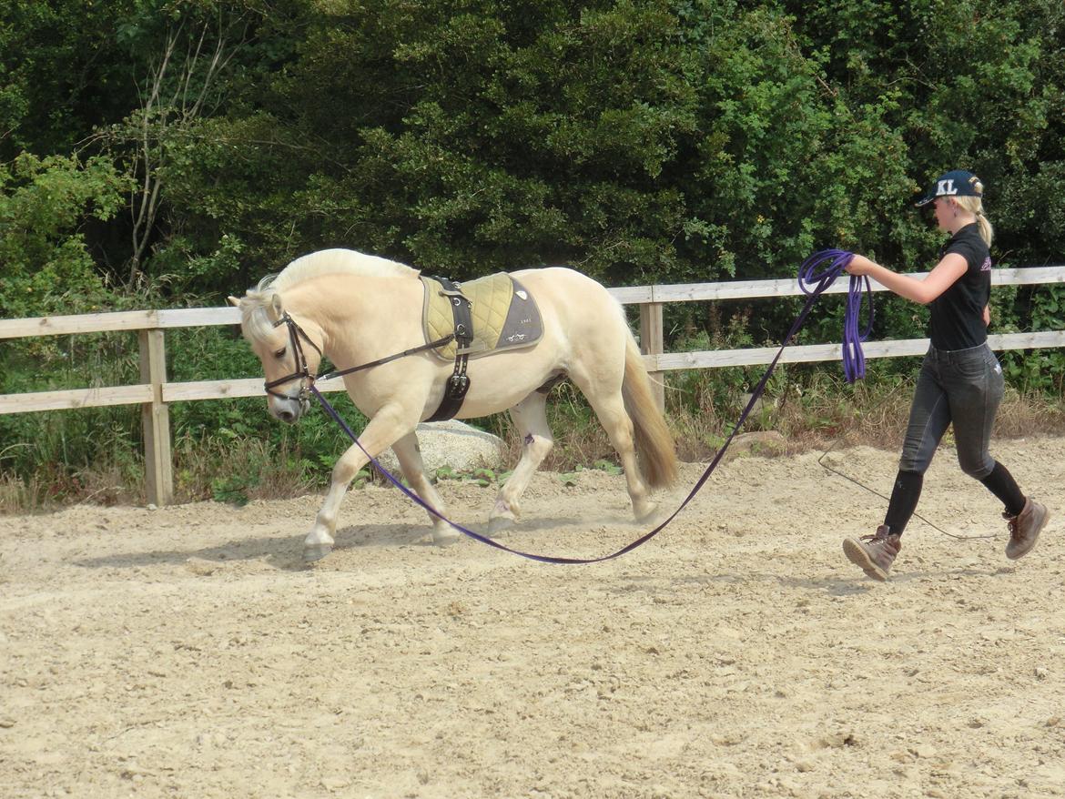 Fjordhest Vængets Fjalar #Klubmester 2013# - longearbejde billede 26