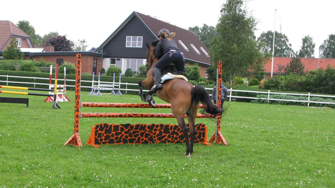 Belgisk Sportspony * Donna Van Stevenshof * - når enden og god er alt ting godt :) <3 <3 <3  billede 19
