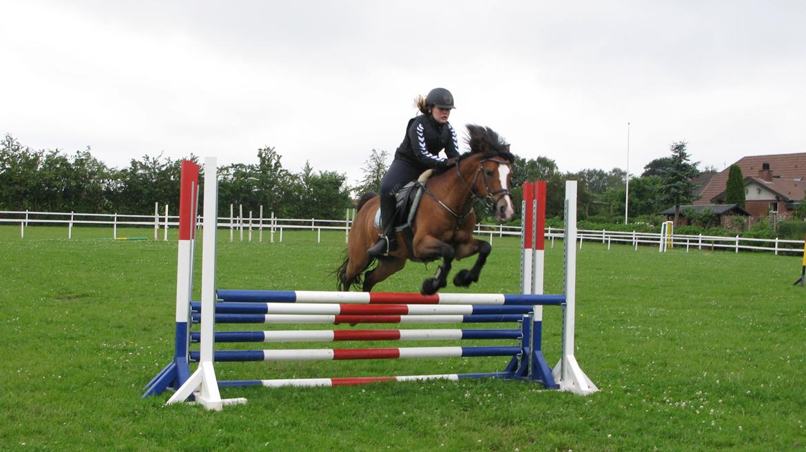Belgisk Sportspony * Donna Van Stevenshof * - spring 1 meter ca, billede 15