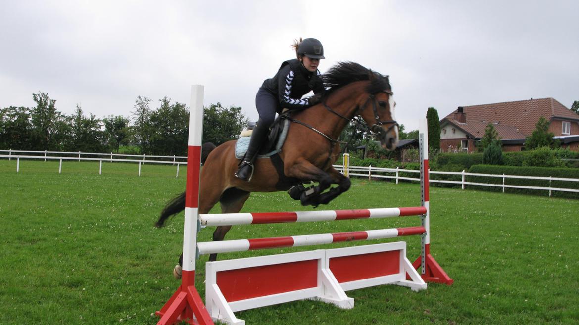 Belgisk Sportspony * Donna Van Stevenshof * - spring :) billede 7