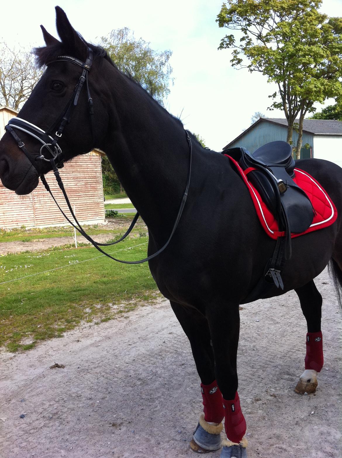 Dansk Varmblod Pasquinel billede 16