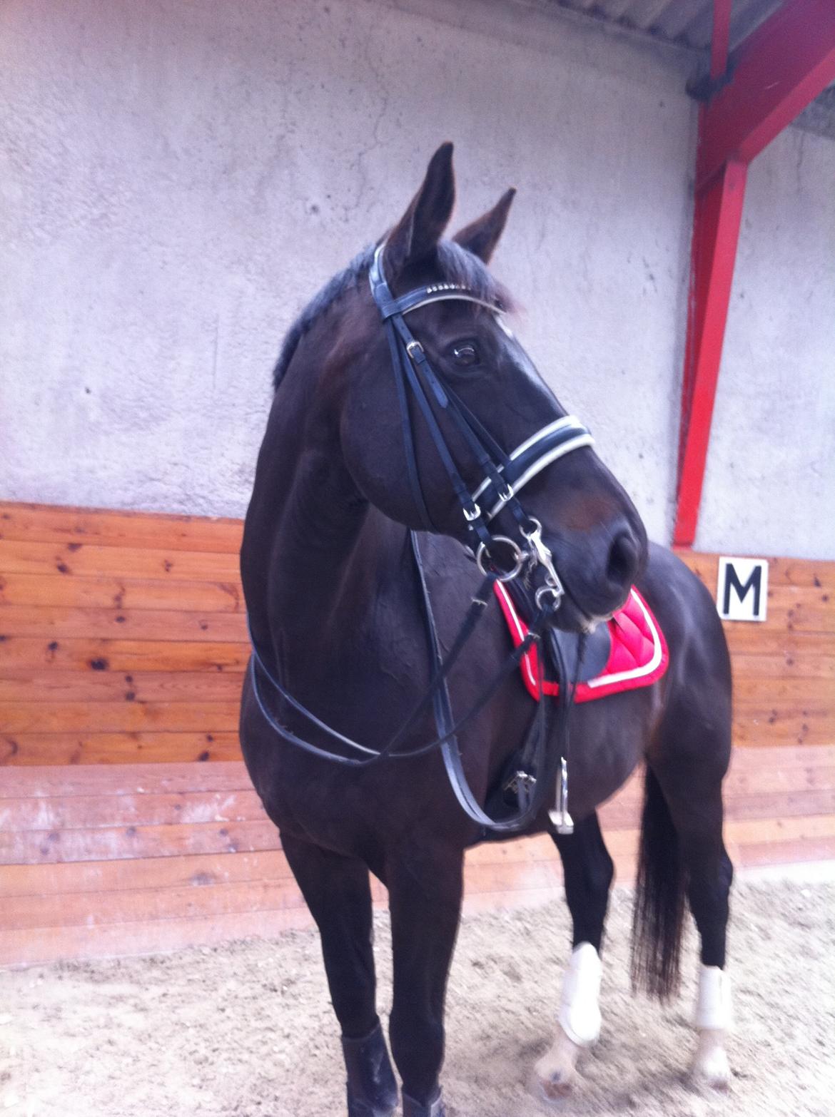 Dansk Varmblod Pasquinel billede 17