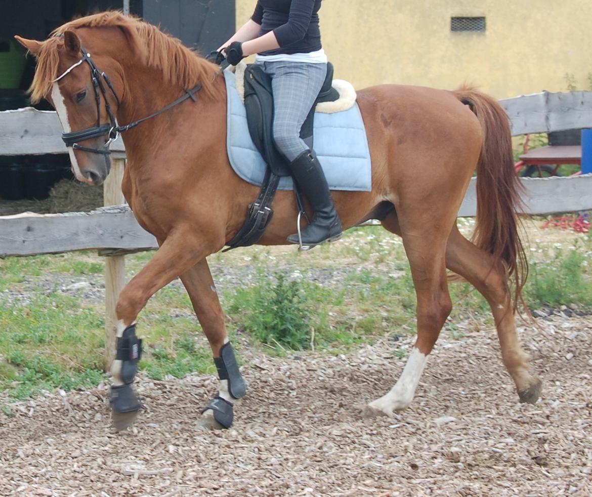 Anden særlig race Champ <3 billede 4