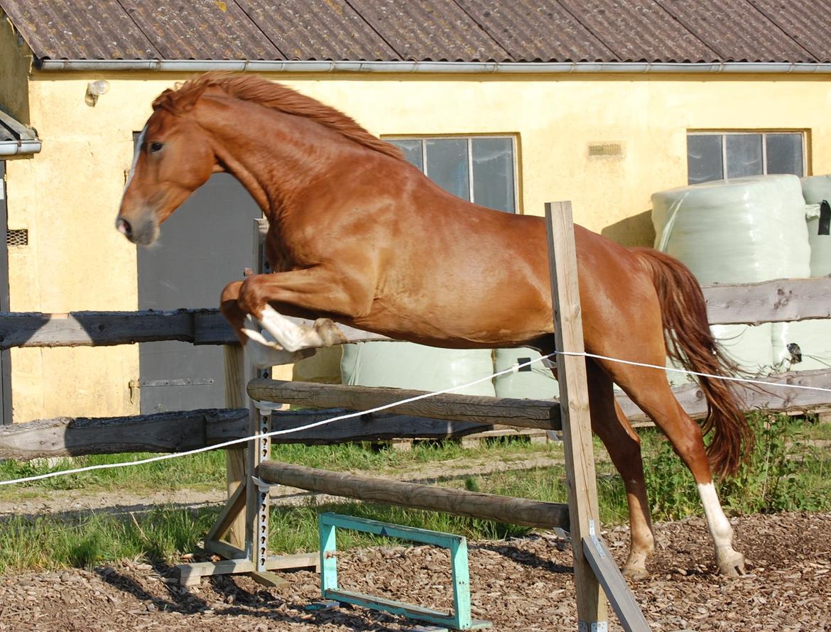 Anden særlig race Champ <3 billede 8