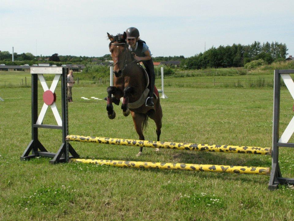 Anden særlig race Quick Brown Lady Z - På ridelejr på Lady z. Hun springer meget højt over springet hehe:-D (fotograf Cathrine) billede 15