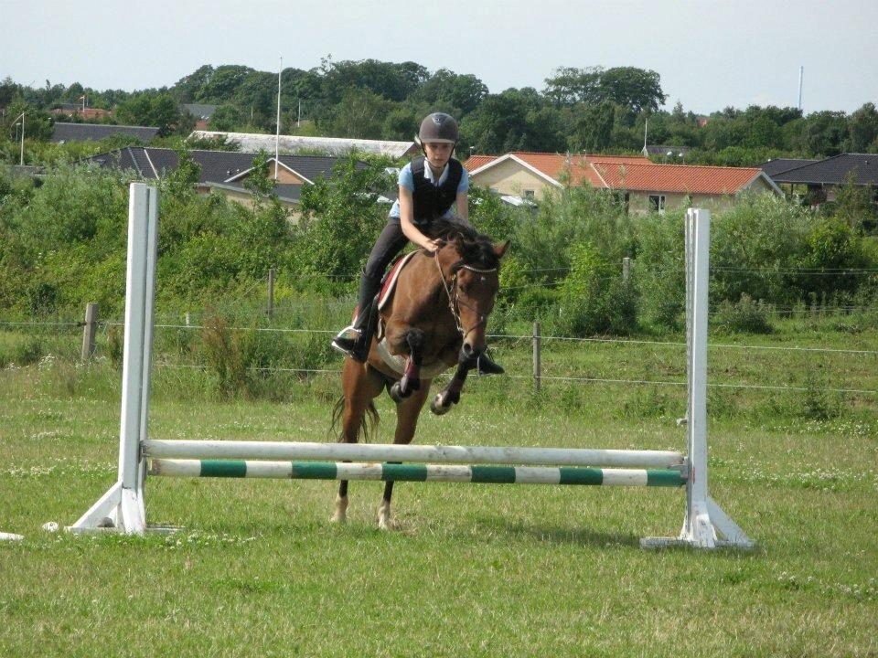 Anden særlig race Quick Brown Lady Z - Spring på ridelejr:-D billede 16