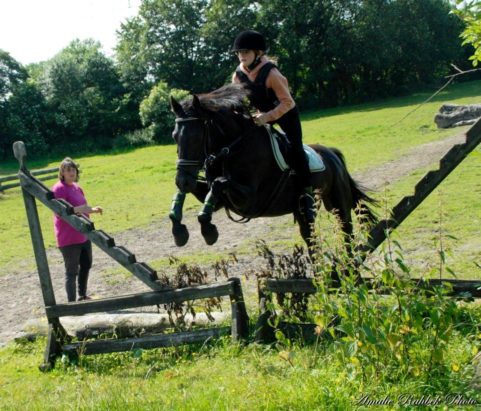 Welsh Cob (sec D) Bjerregård Zeus billede 2