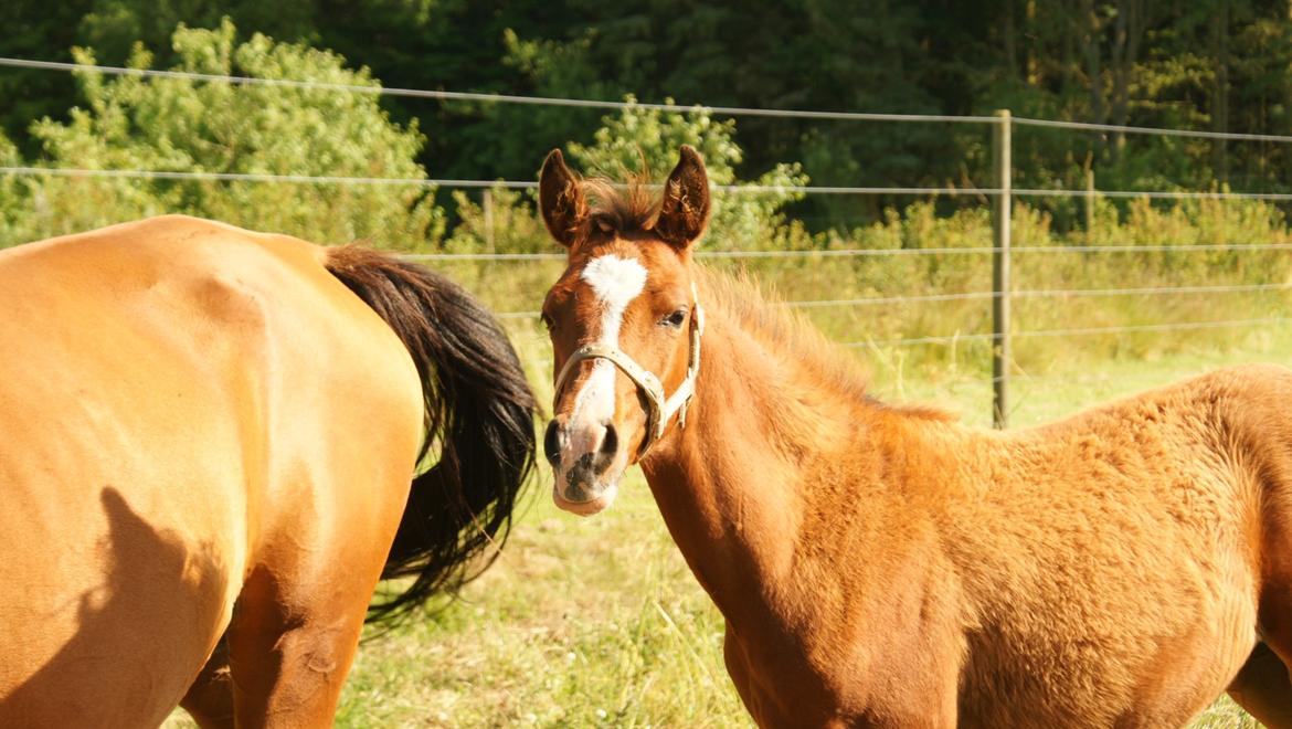 Arabisk fuldblod (OX) Carola Zaxzina Pox billede 9