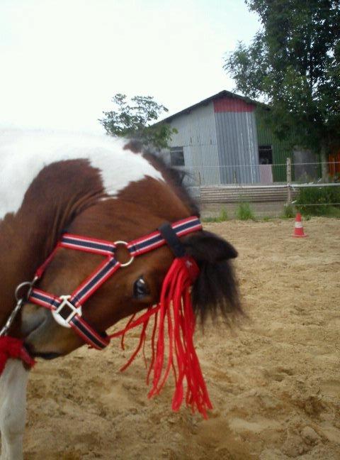 Shetlænder Spirit - min lille prins med sin nye grime og fluenet prøvet på og fange en kvægbremse  billede 3