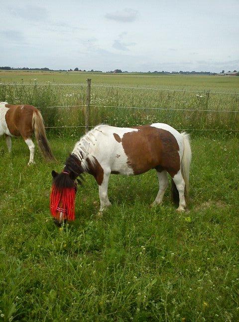 Shetlænder Spirit - min dreng spiser hele tiden :-) billede 20