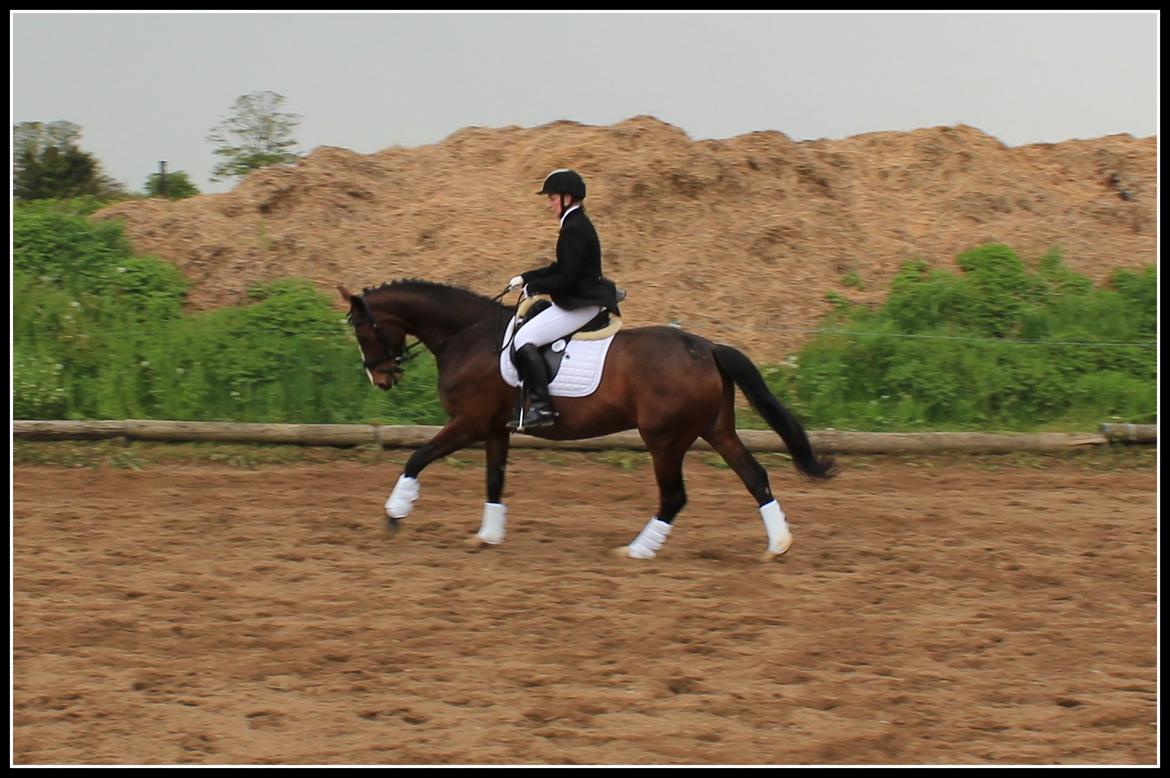 Dansk Varmblod Santina C billede 16