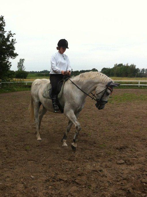 Holstener Calina billede 12