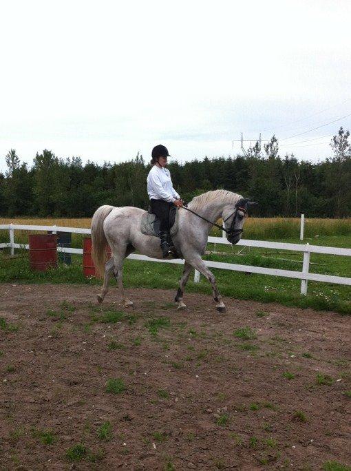 Holstener Calina billede 13