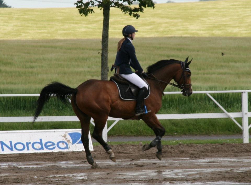 Dansk Varmblod Hedens Diva - Skaarupgaard Rideklub - 2012. billede 7