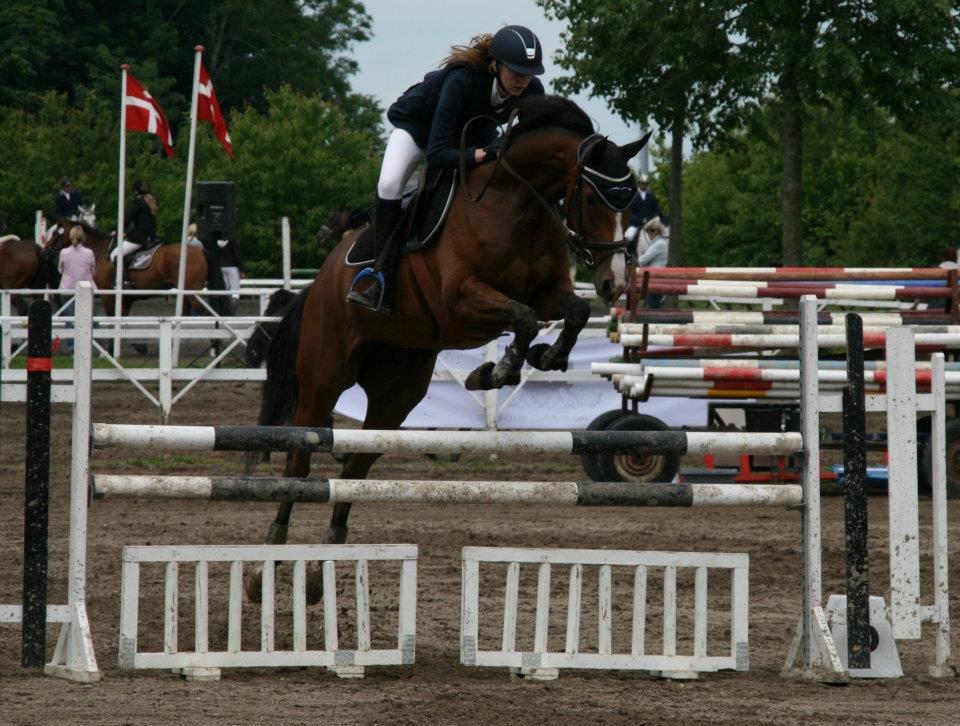 Dansk Varmblod Hedens Diva - Skaarupgaard Rideklub - 2012 - LB1* - 7 pl. billede 1