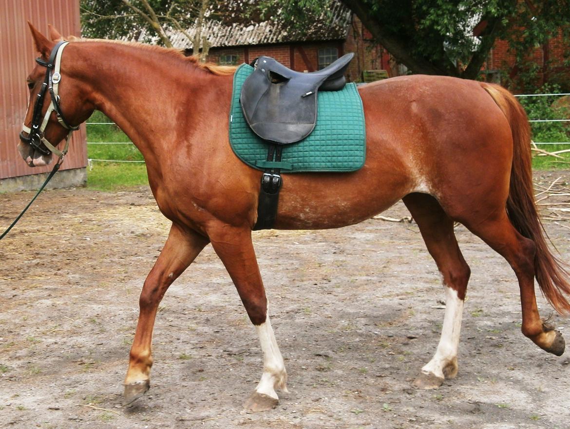 Frederiksborg Pricella billede 9