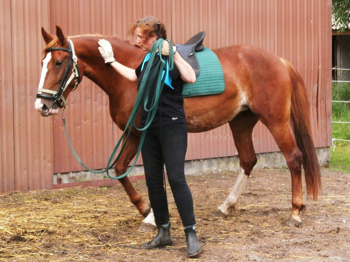 Frederiksborg Pricella billede 5