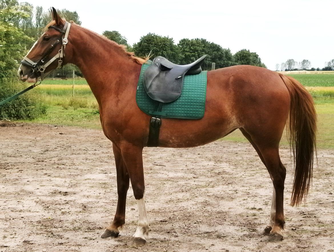 Frederiksborg Pricella billede 11