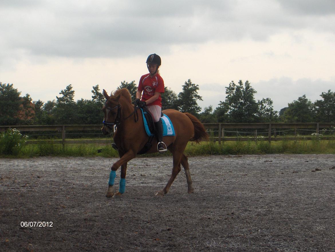Hollandsk Sportspony Virona billede 17