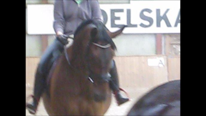 Dansk Varmblod Cowboy-L - 6 juli 2012 første gang på rideskolen.  billede 9