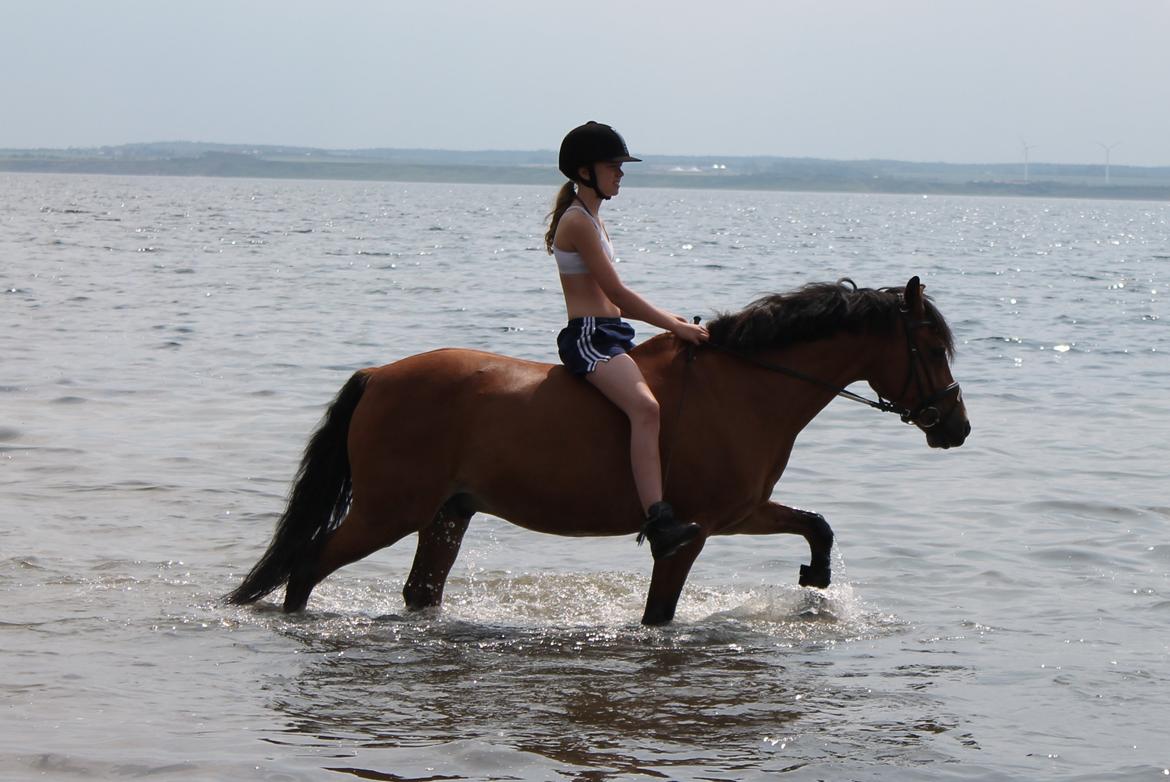 DSP Bæklunds Lombard billede 13