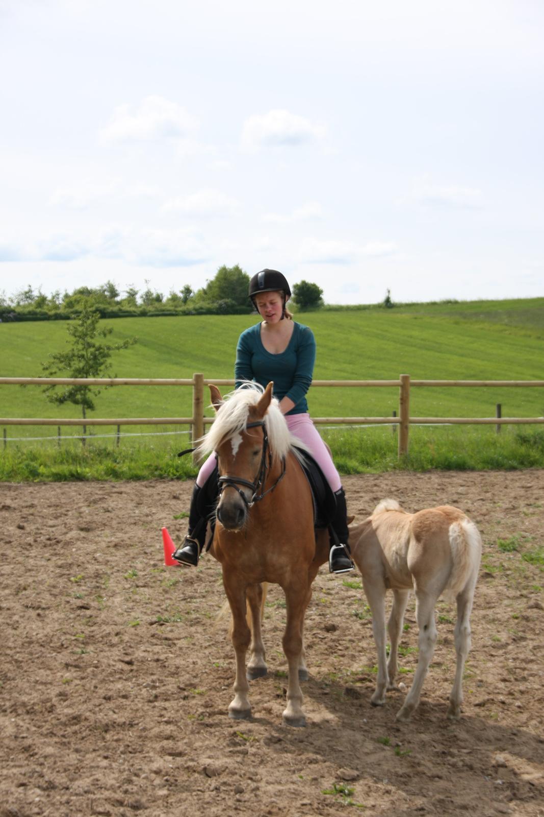 Haflinger Sally II billede 1