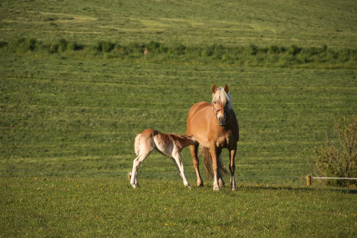 Haflinger Sally II billede 2