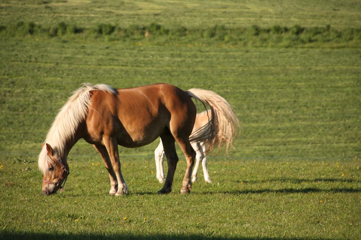 Haflinger Sally II billede 3