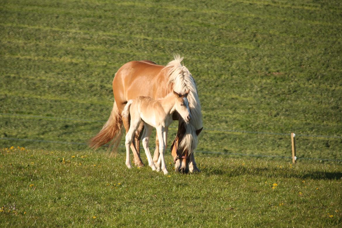 Haflinger Sally II billede 4