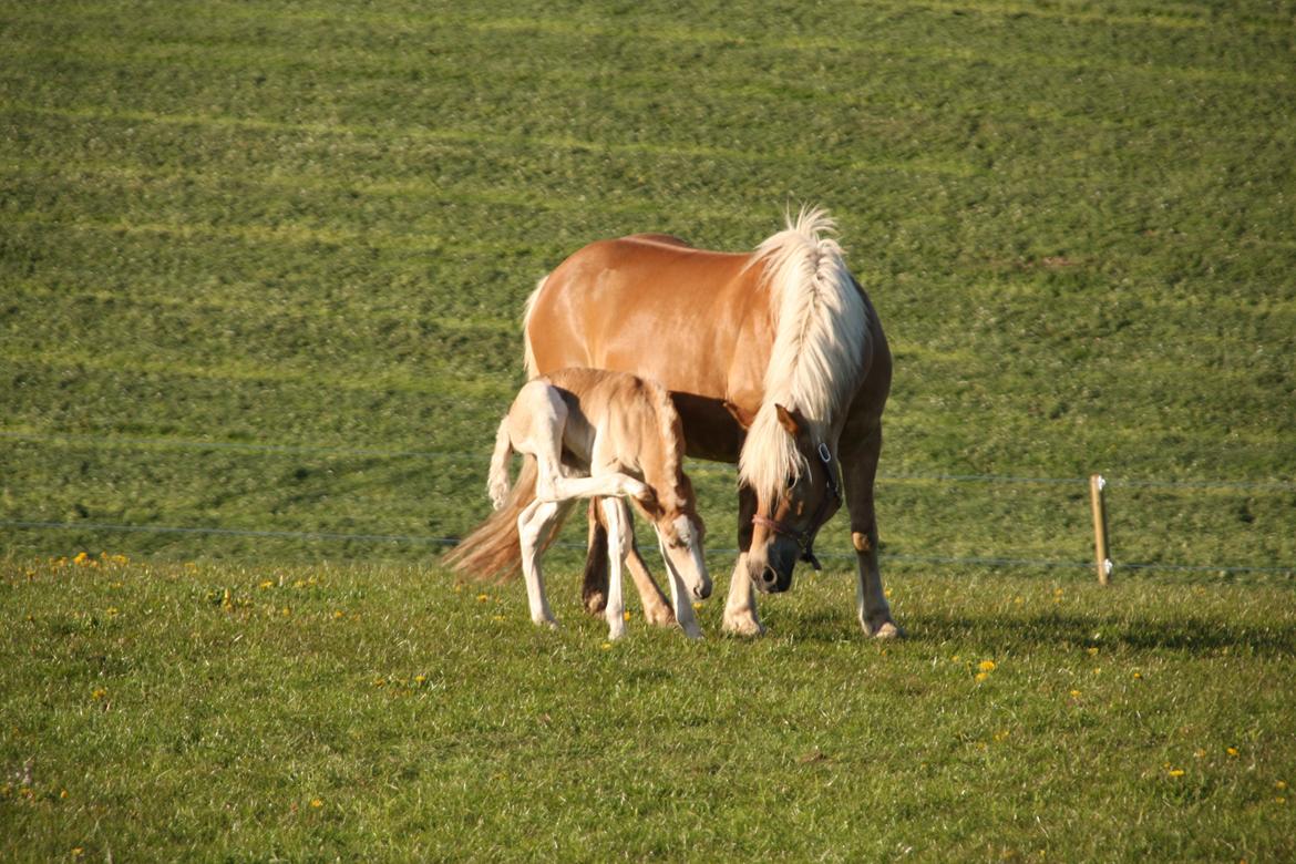 Haflinger Sally II billede 5