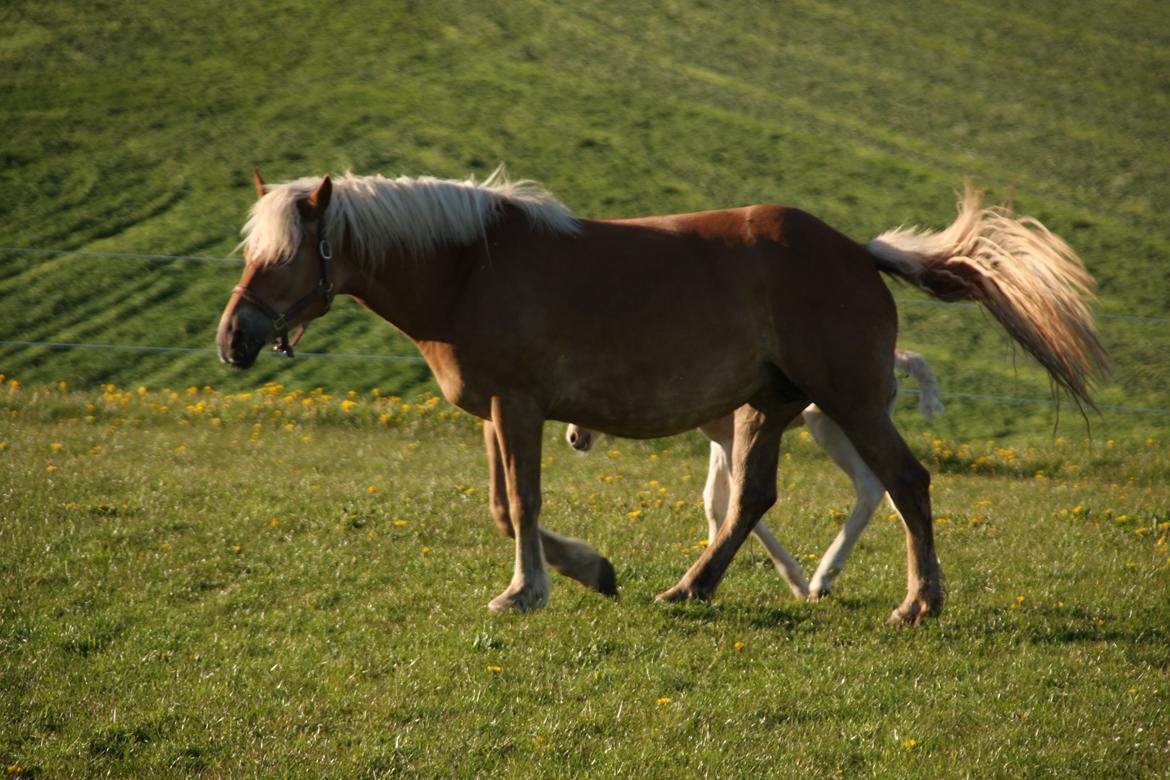 Haflinger Sally II billede 6