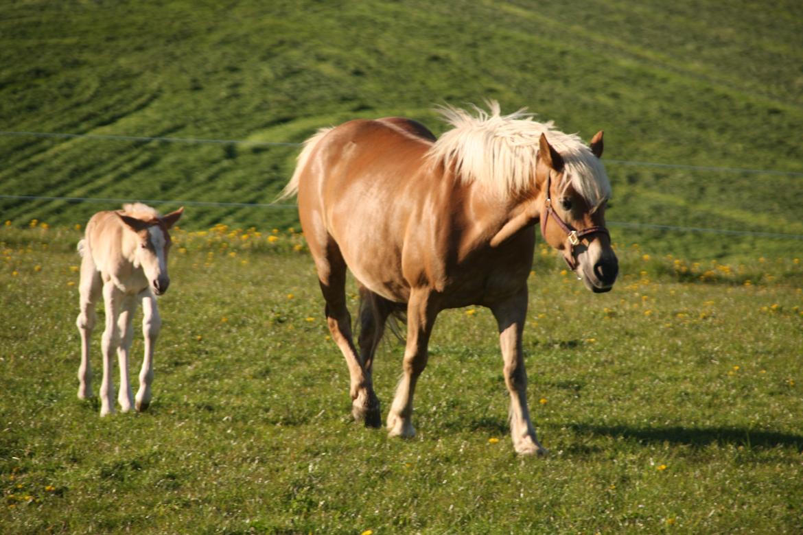 Haflinger Sally II billede 7