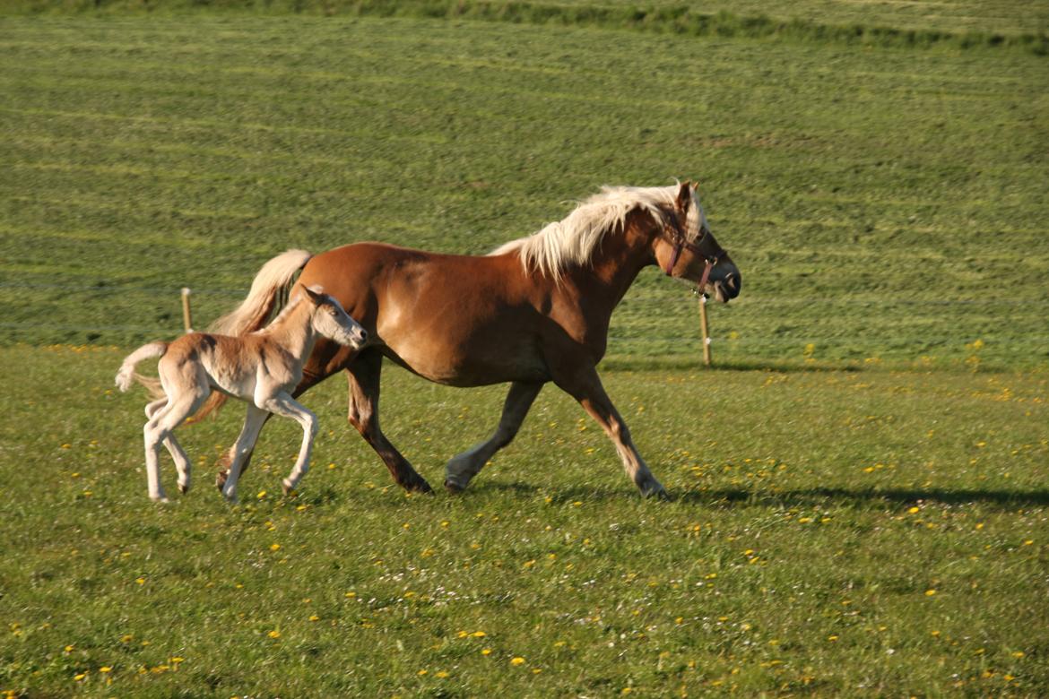 Haflinger Sally II billede 8