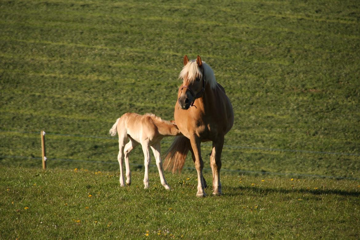 Haflinger Sally II billede 9