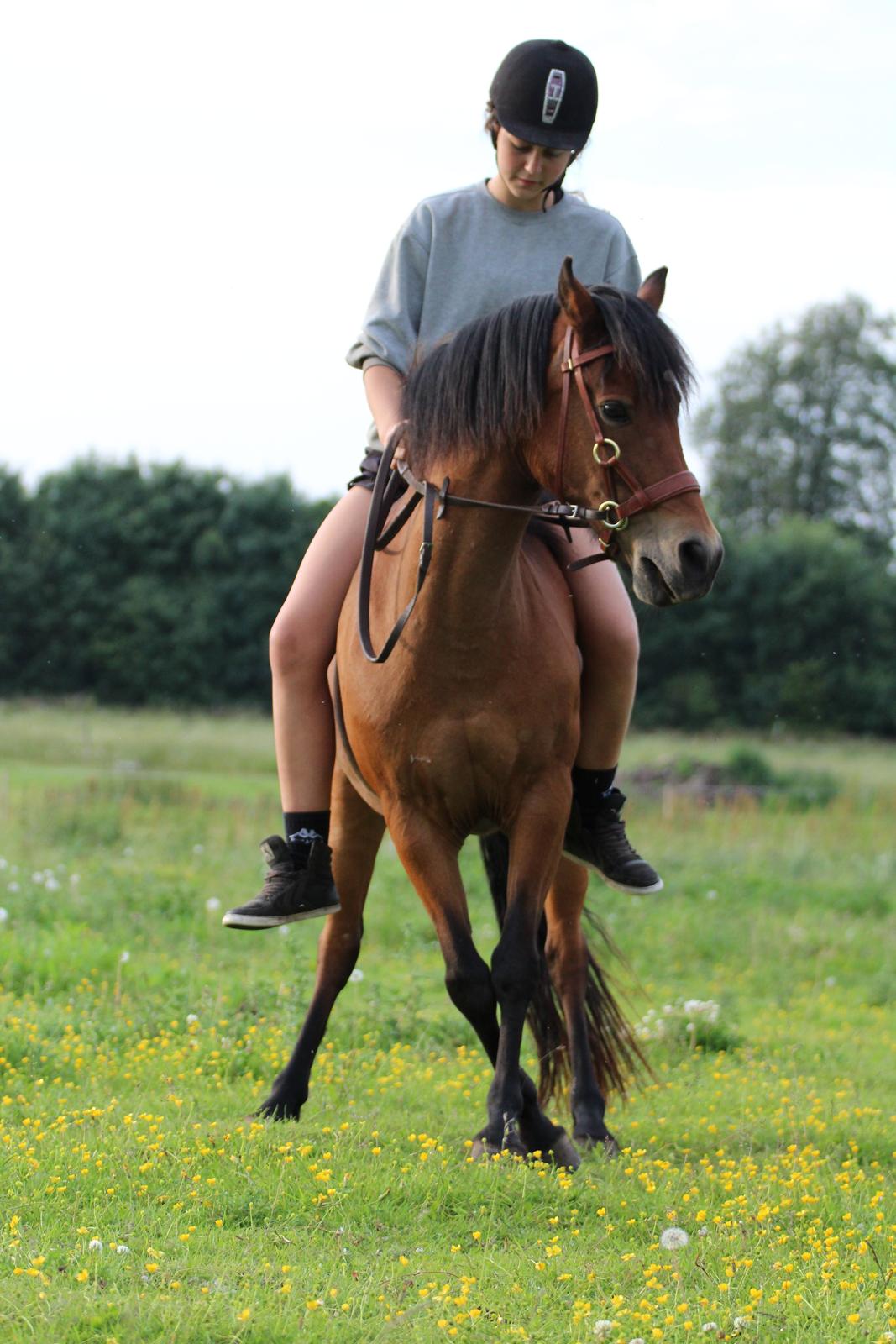 New Forest -Lilholdst Paloma [TheDreamHorse] billede 18