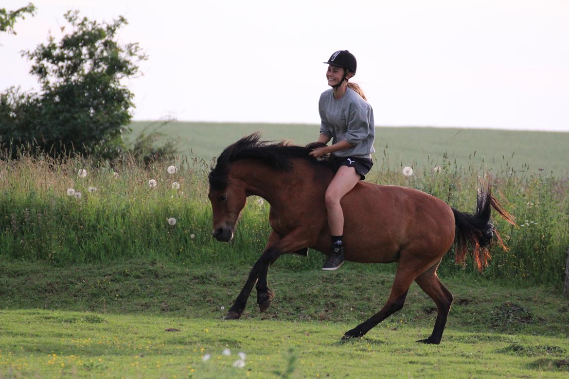 New Forest -Lilholdst Paloma [TheDreamHorse] billede 19