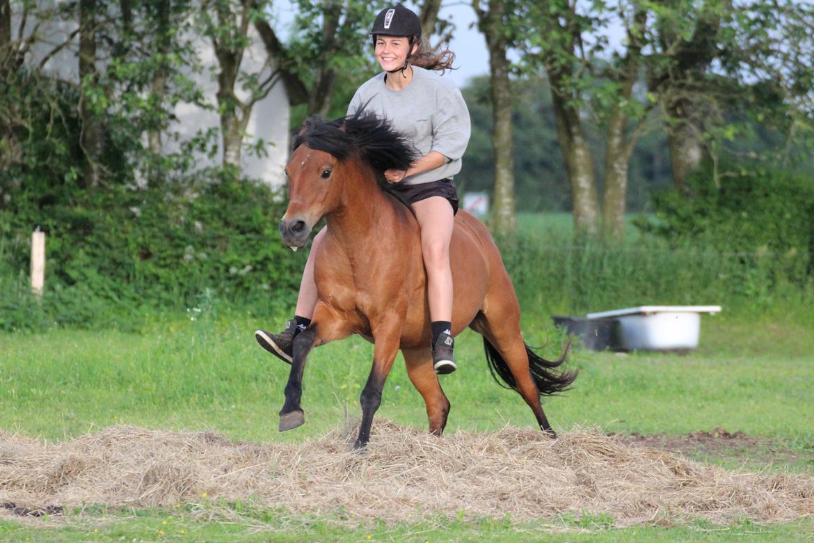 New Forest -Lilholdst Paloma [TheDreamHorse] billede 20