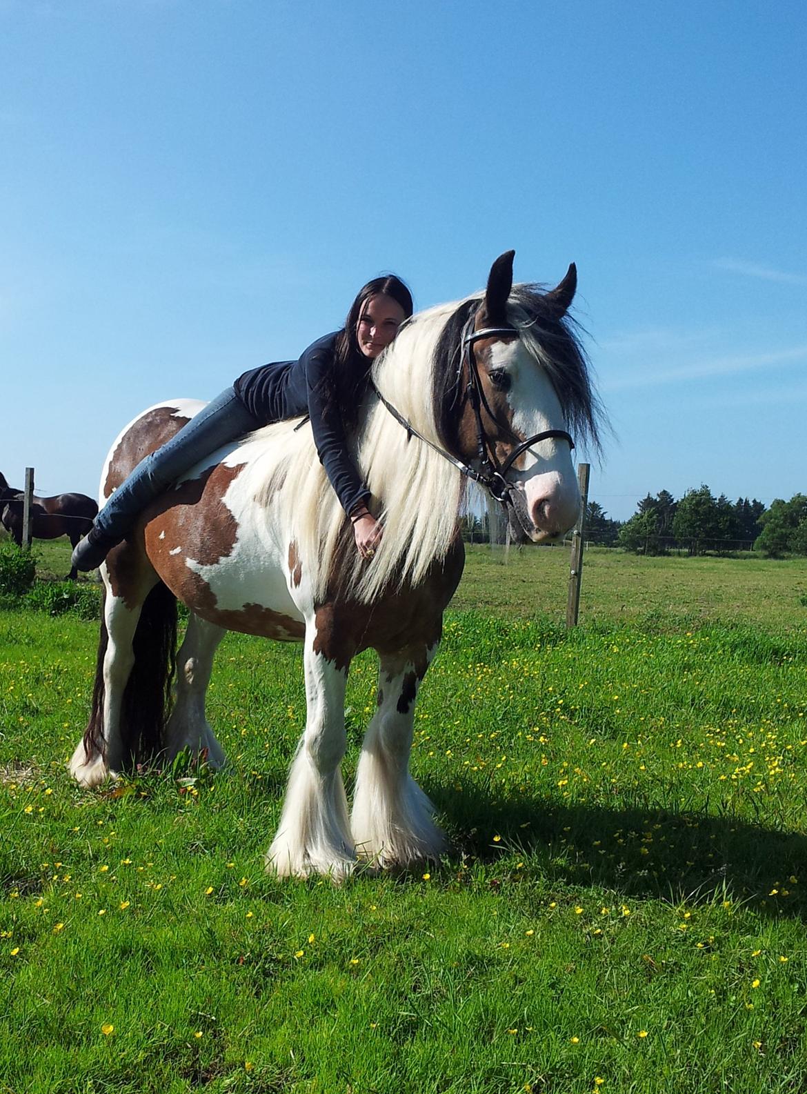 Irish Cob * Luna * - En rigtig kramme bamse <3 billede 5