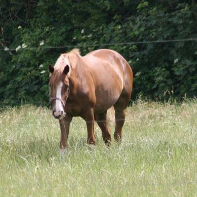 Dansk Varmblod saksdals dirveur - diveur  sommer 2012,  billede 12
